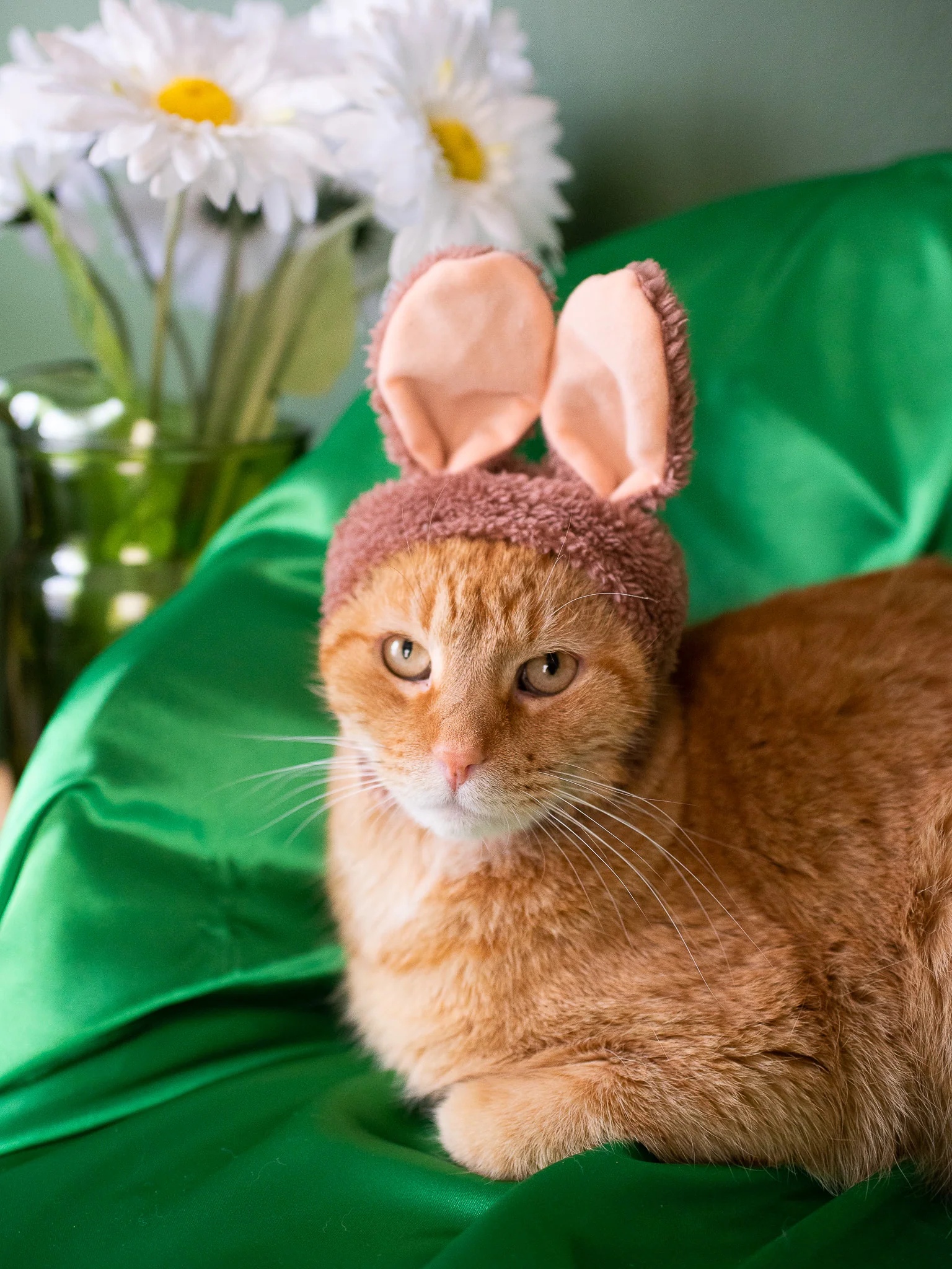 Cat Cap Blind Box- Rabbit - Image 3