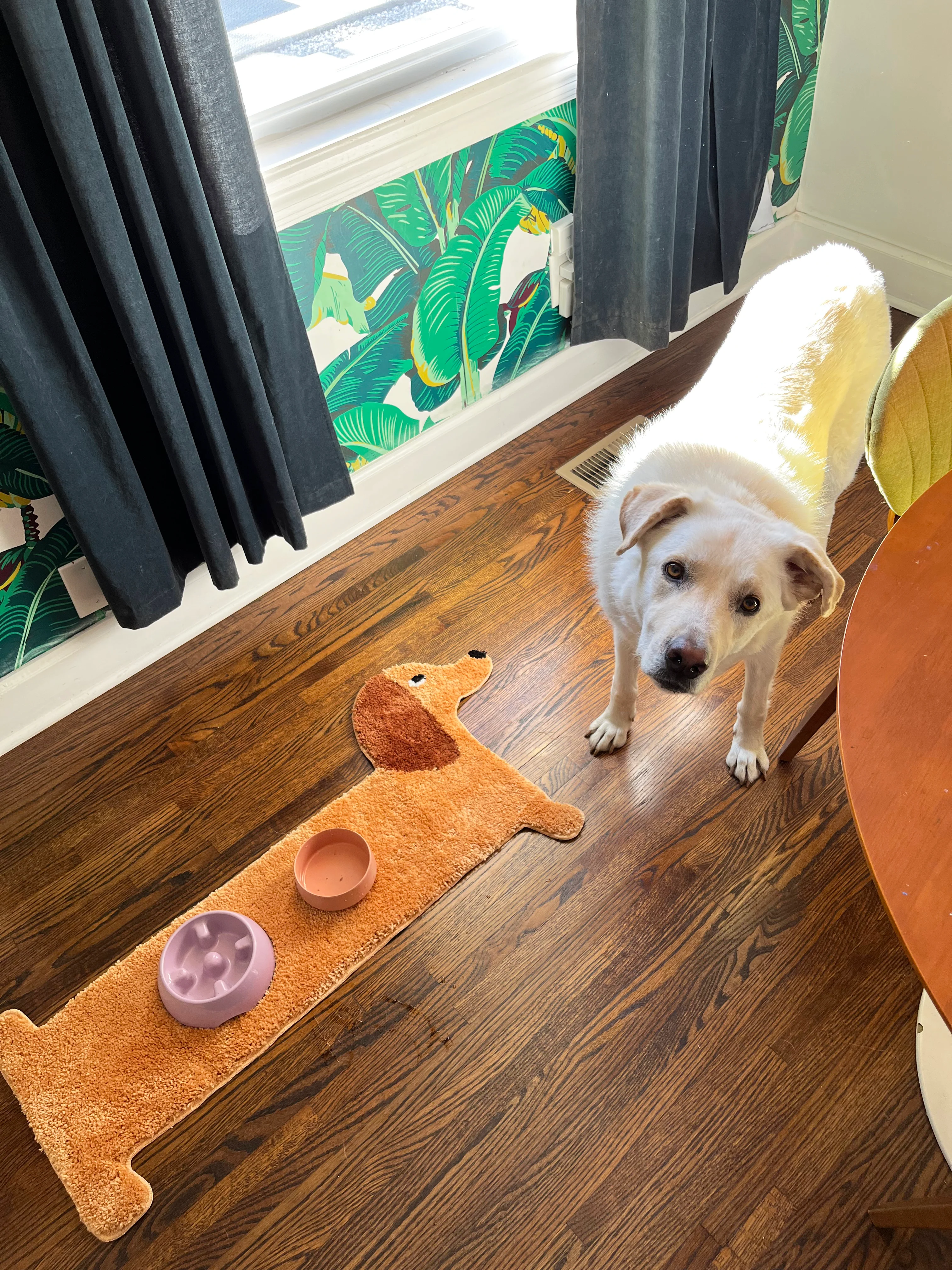 Dog Rug - Image 5
