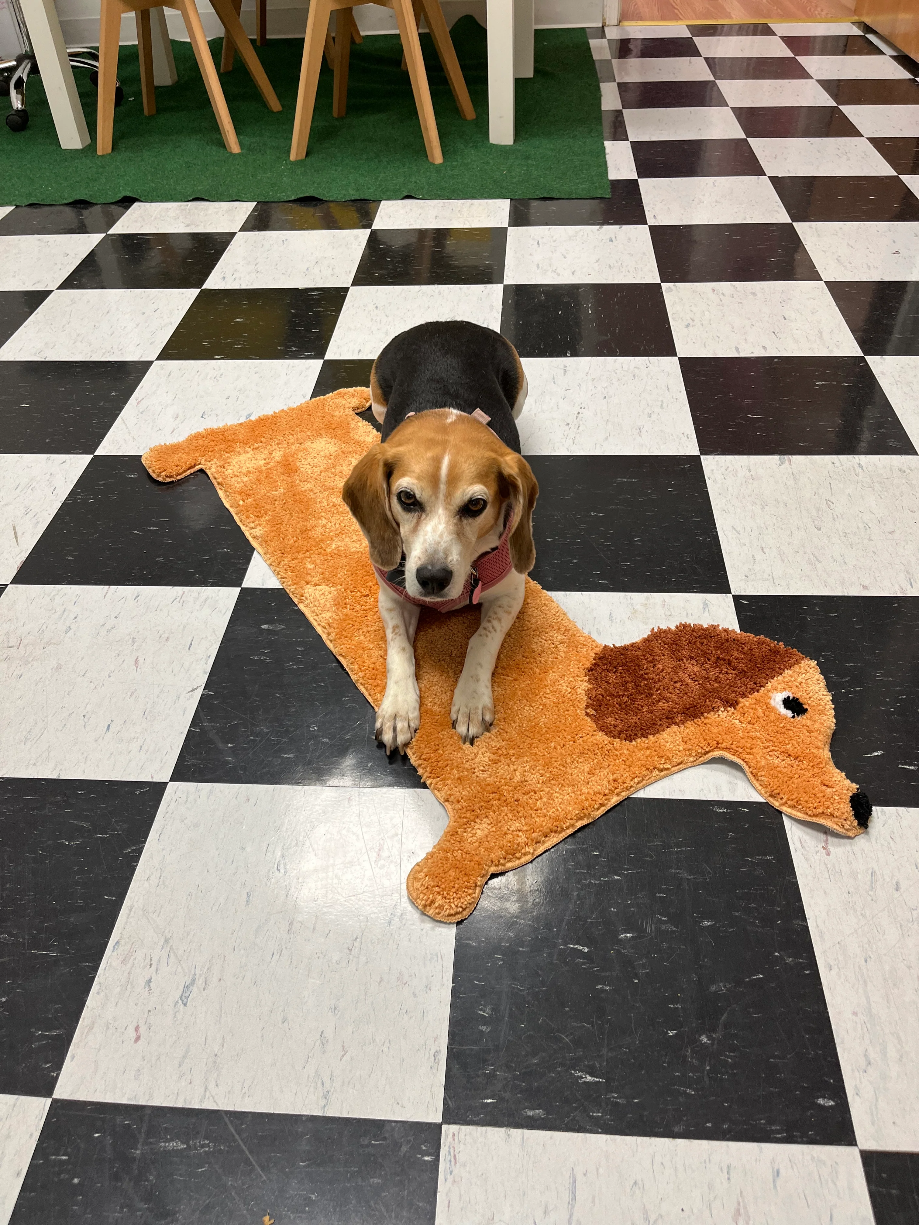 Dog Rug - Image 6